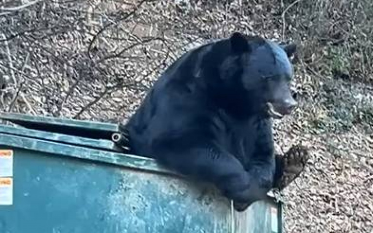 大黑熊跳進大箱子！　網友圍觀卻只擔憂一件事