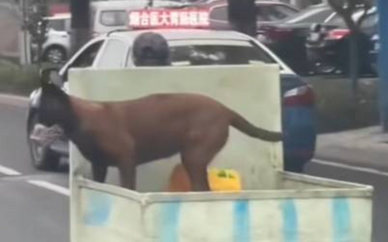 你車開太慢啦！　狗狗無聊到不行「跳車、上車」無限輪迴