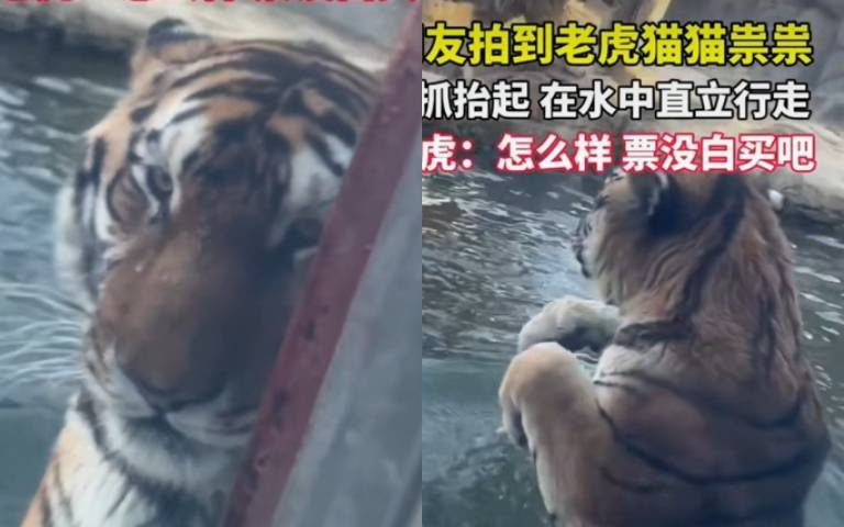 我才剛做完指甲！　老虎涉水「竟然站起來走」有夠誇張
