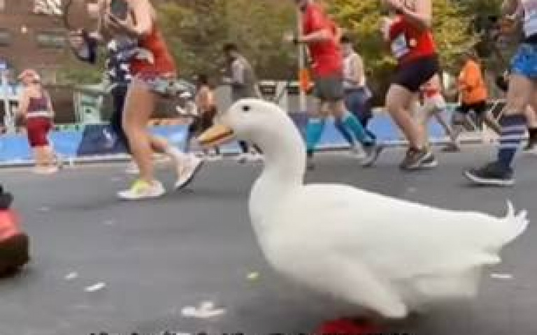 這鴨有天份！跑馬拉松完賽「最後衝刺開Turbo」　主辦方為牠起一座紀念館