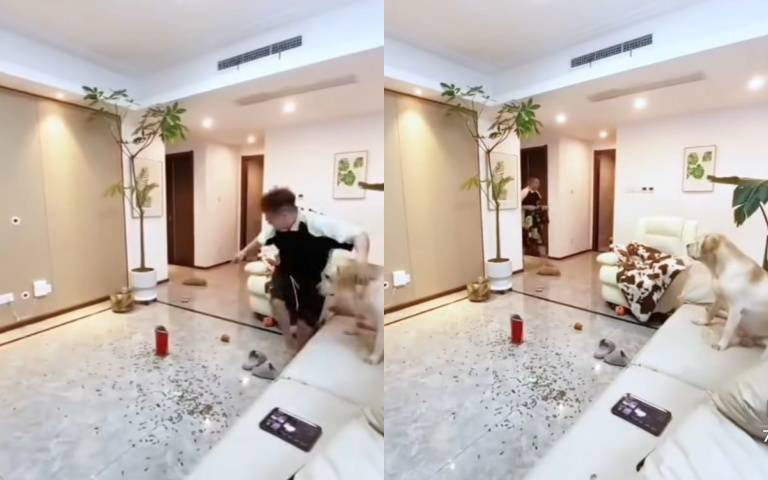 這款主人可以丟了!他冤枉狗後肇事逃逸 網友:急的都快說出人話來了