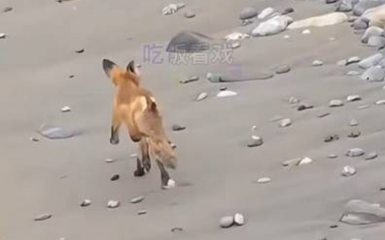 狐狸遇上「長翅膀的活體子彈」! 靠奸詐腳步躲過死劫