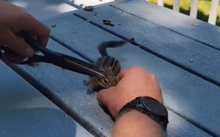 打救差點喪命的花栗鼠　牠倉皇逃跑後劇情神展開