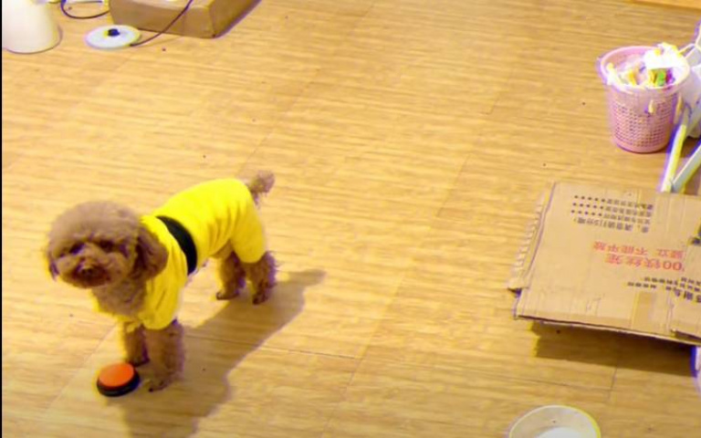 這狗已經成精了！　能和主人對話、拖夥伴進廁所大便