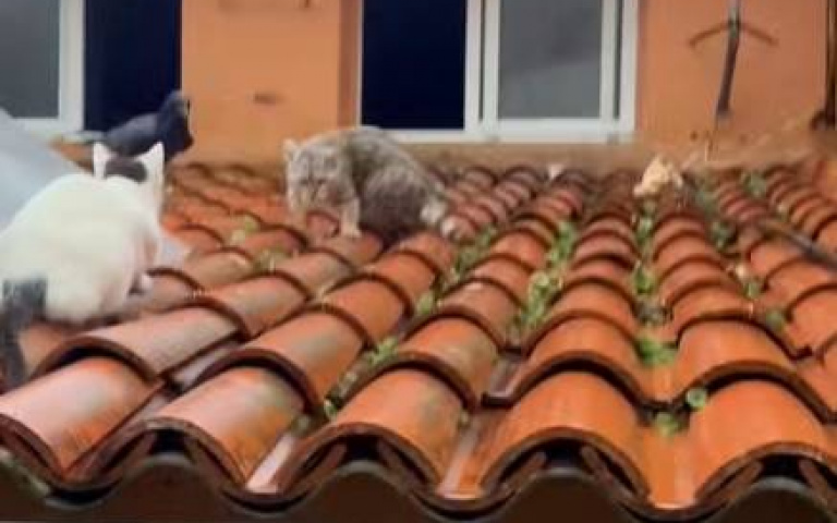 三隻貓咪圍攻！　烏鴉見危機重重這樣做嚇爛全場