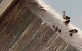 晨跑到一半看傻眼！　小鴨的水上樂園映入眼簾