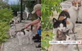 不是為了罐罐！公園驚見貓咪「乖巧排隊」奇景　網笑翻：在等一條龍服務