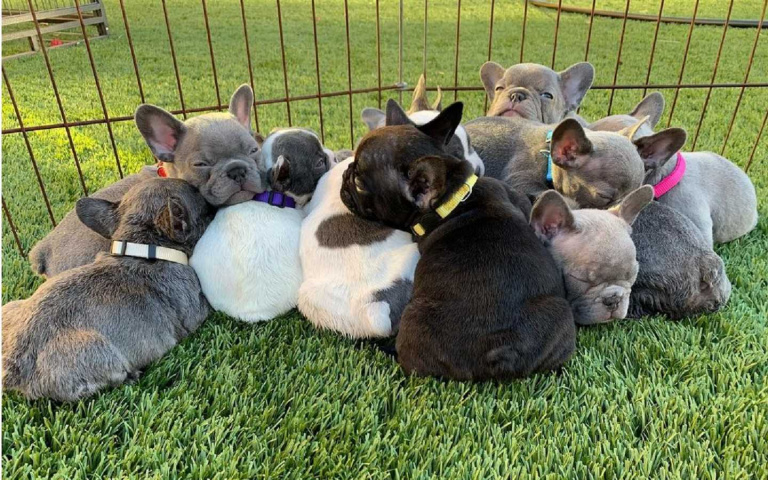 軟萌小型犬大集合!法鬥、博美、比熊犬,可愛到想全部打包帶回家啦!