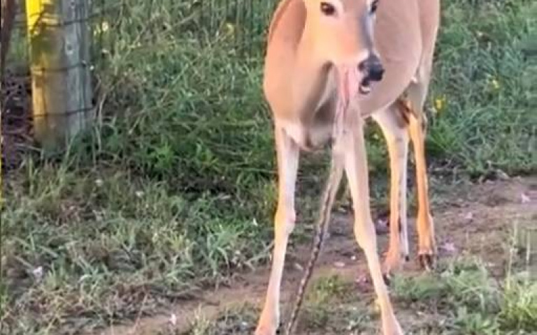 鹿爽嗑長條零食超忘我　他仔細一看：吃蛇？　