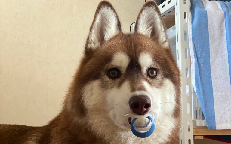 「你不要我就接收囉」!西伯利亞雪橇犬用嘴完美接住了寶寶扔出去的奶嘴
