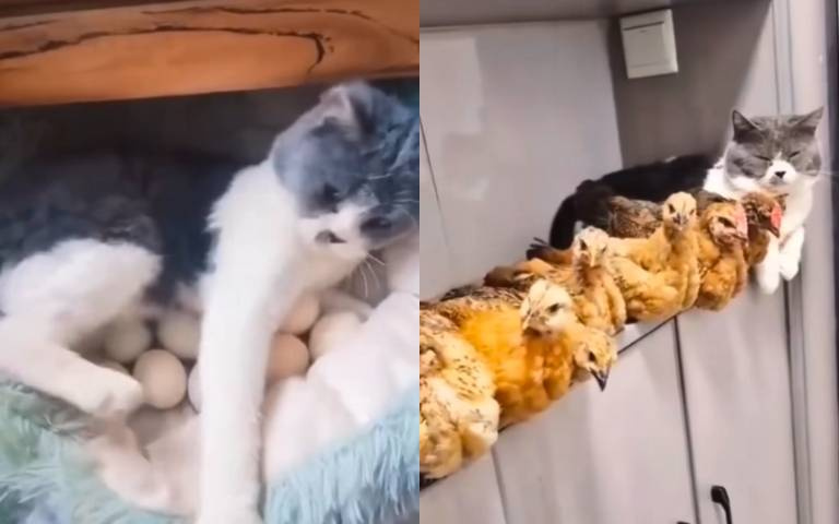 喵喵母愛大噴發！化身孵蛋貓一路陪小雞孵化到長大