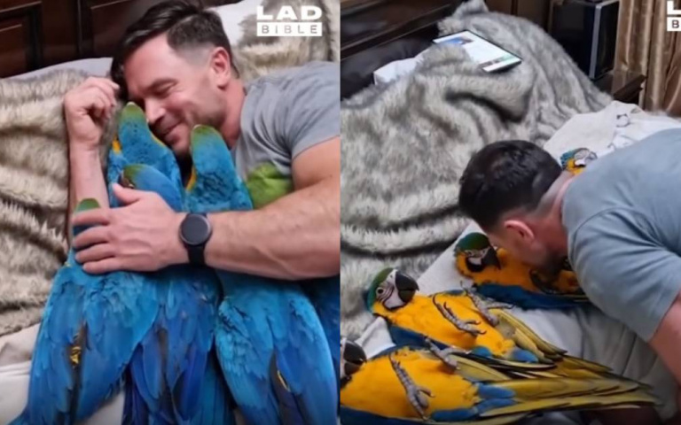 把鸚鵡當自己孩子在養　6娃排排睡「慈父每鳥親一下」