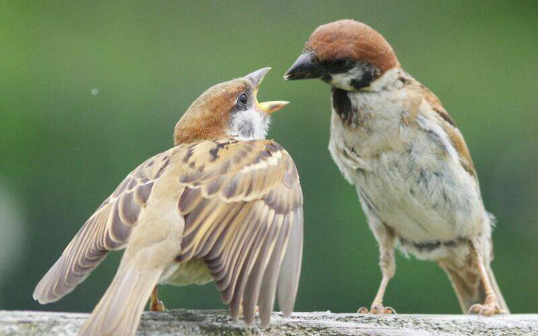 麻雀雖小，但打起架來也凶狠！攝影師曝光互動日常