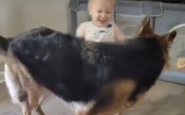 超有耐心狗保母！德牧陪寶寶玩耍　畫面曝光引兩極評論