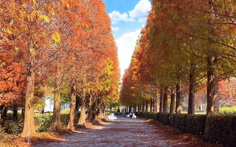 絕美落羽松化身聖誕樹大道，成美文化園打造全台唯一落羽松聖誕節！