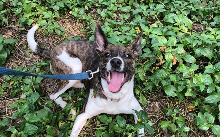 寵物飼主過年必收藏！法國皇家提供春節期間不打烊動物醫院清單