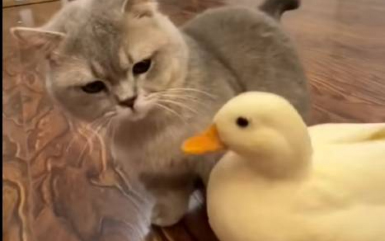 真正的「鴨霸」！　牠當起健身教練「全場就監督你一貓」