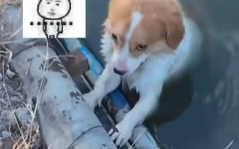 路邊毛孩受困水裡上不來　外賣小哥：我只有一根棍，別咬我