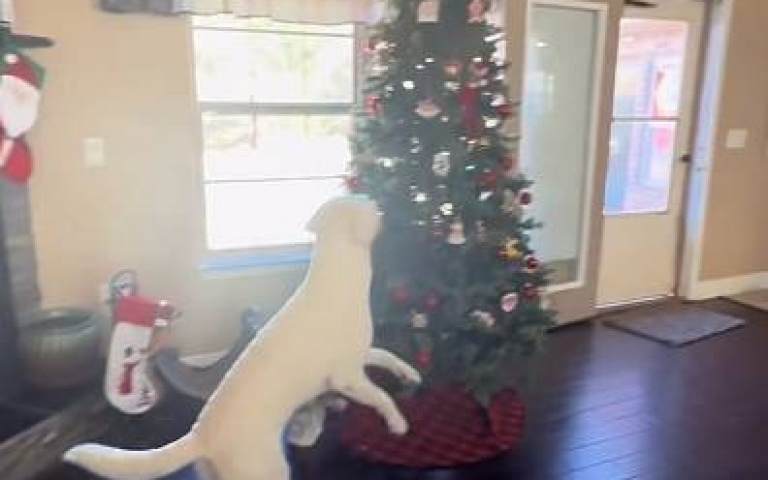 家中布置聖誕樹前請三思　有拉拉在「撐不過平安夜」