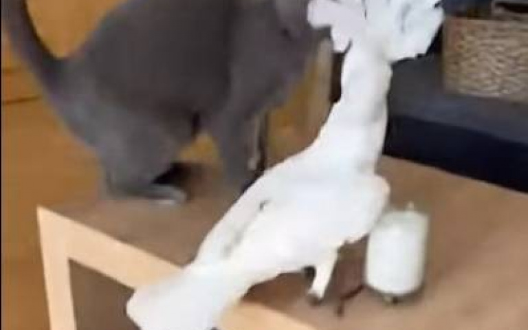 鳳頭鸚鵡與灰貓的玩具爭奪戰　猜猜最後誰搶到？