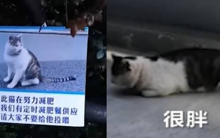 本尊就在告示下！校貓太胖被下「禁餵令」　網笑翻：欺負牠不識字