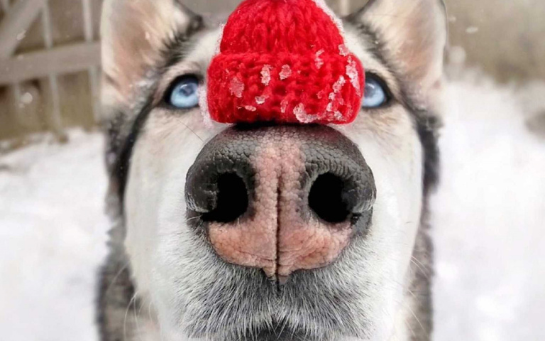 工讀生不要再躲了快出來!13種搞笑動物影片看的你捧腹大笑