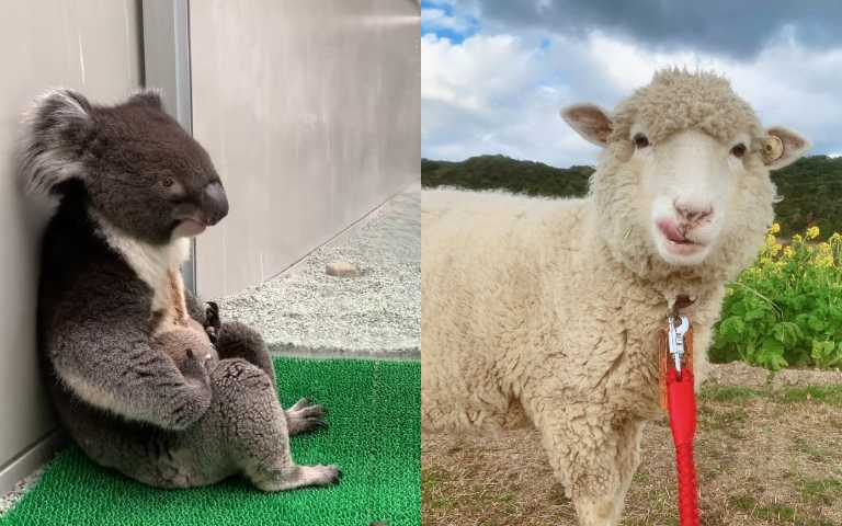 日本觀光農場「超有戲」動物們,無尾熊酒醉大叔、吐舌小羊萌翻網友!