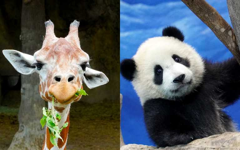 動物IG直播超萌登場!長頸鹿、熊貓、水豚君全都來,讓你防疫在家不無聊!