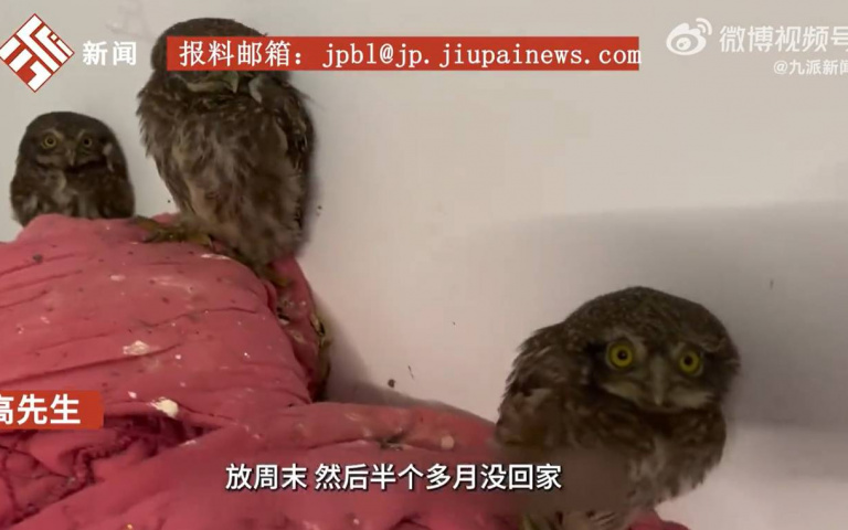 「鷹」佔鵲巢！他離家半個月…打開房間見3隻貓頭鷹大眼瞪小眼
