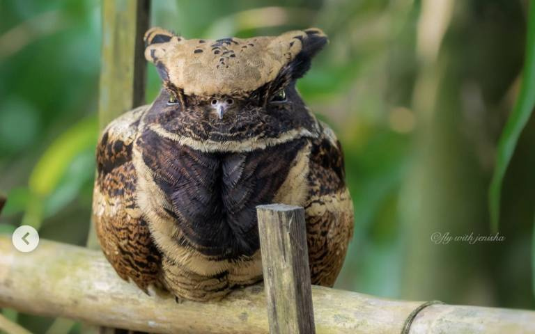 神話現身？攝影師驚見毛茸茸生物　神秘「小龍」真實身份曝光