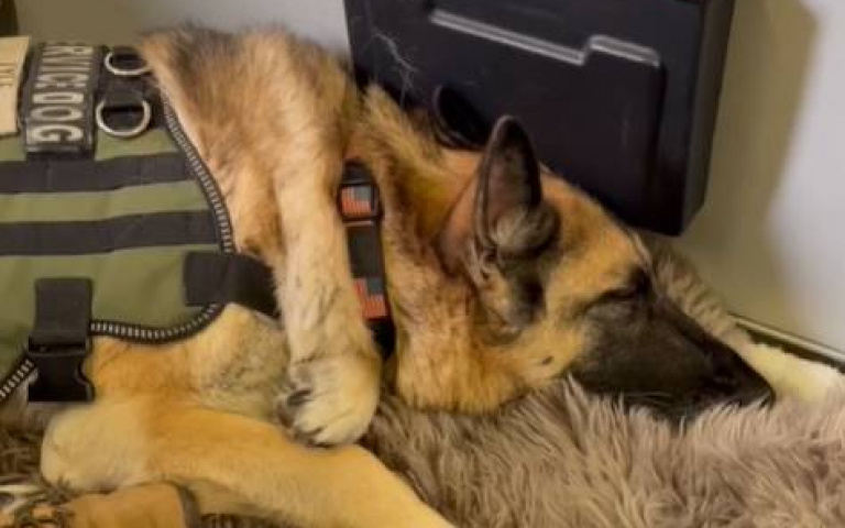 癌末軍犬搭最後一次飛機　閉眼休息「機長送驚喜」全艙拍手…牠驚醒一臉懵