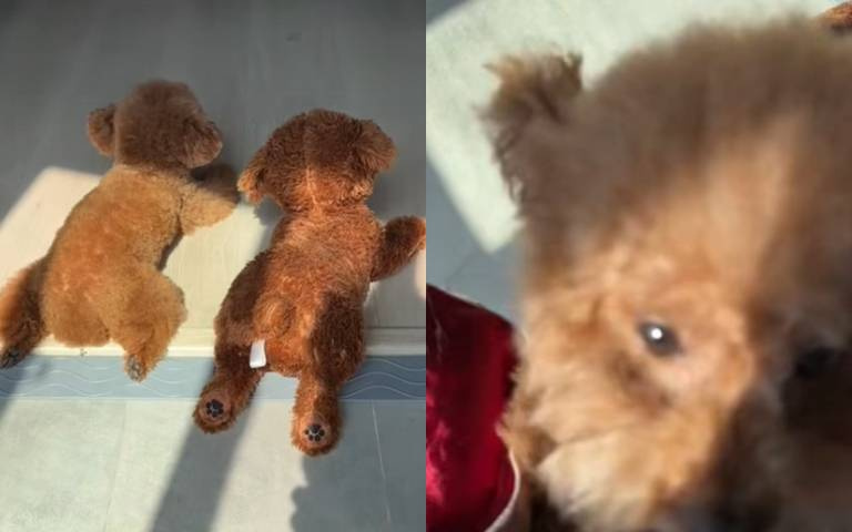 這玩具狗也太卷了吧！　手指輕彈瞬間啟動…舊款完全比不上