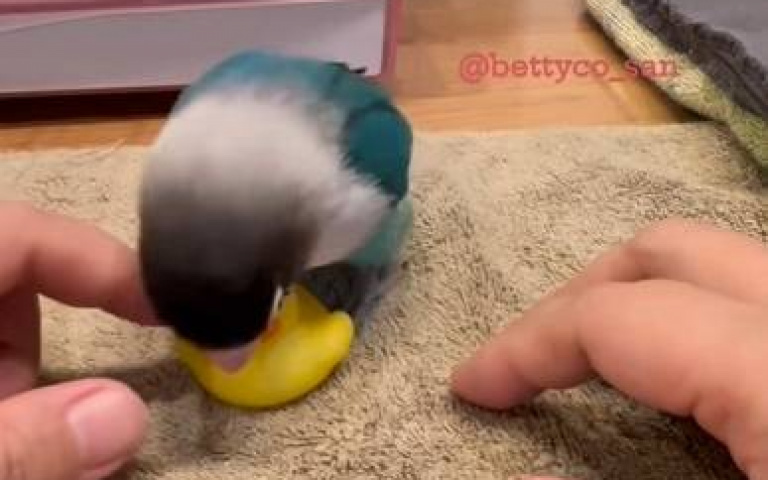 小鸚鵡爭寵不能輸！　見主人摸小鴨頭「衝過來一把踢開」