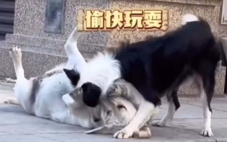 酒店妹套路智取大雞！　邊牧熱情狂擁…東西到手後瞬間冷淡