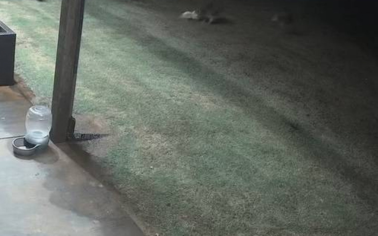 勇喵救汪！小白狗庭院上廁所遇郊狼攻擊　黑貓「1打2」挺身嚇退入侵者