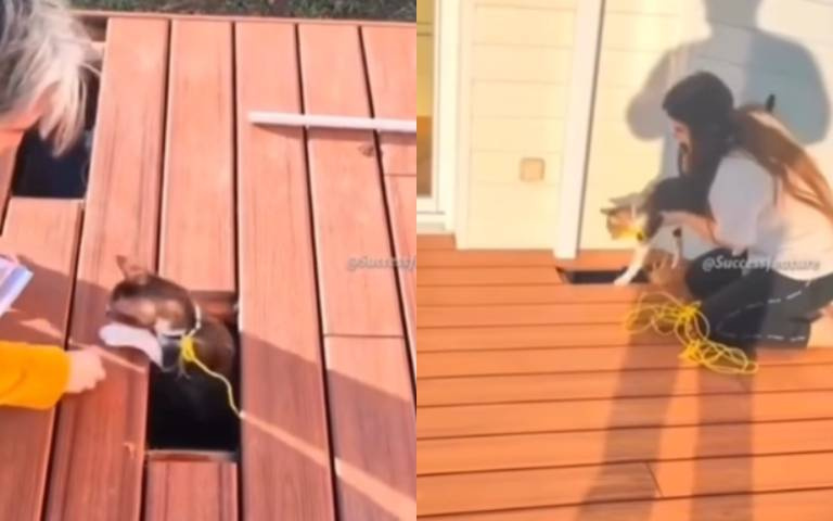 貓咪大秀產值的時候到了！　綁電視線鑽洞「做人類做不到的事」