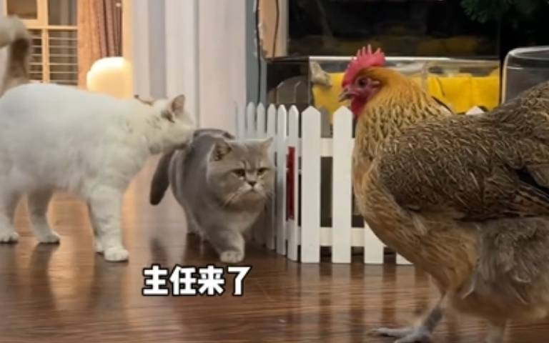 史上最霸氣的雞？　家貓看見牠「全都不想面對」