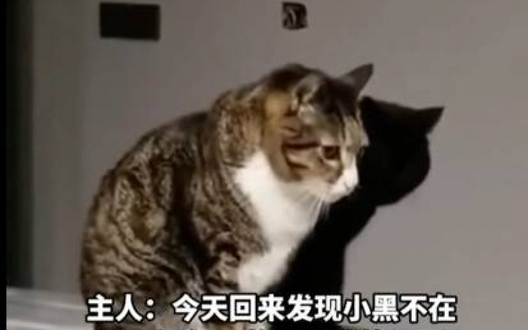 大家來找碴! 小黑「躲在這裡」讓主人找不到