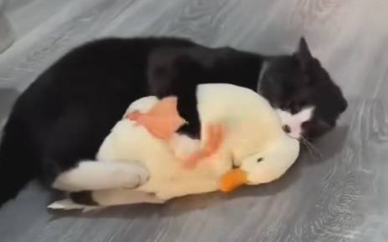 貓咪窒息的愛！　讓牠備感「鴨」力