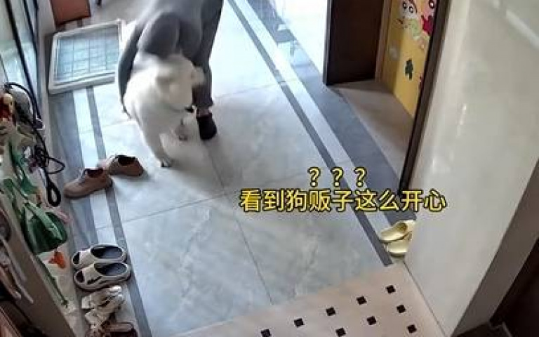 薩摩耶調皮搗蛋！主人一招讓牠創傷症候創傷症候群…不敢出門了