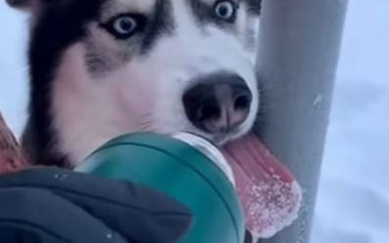 北國二哈都會經歷的糗事！　舌頭黏鐵柱「主人神救援」