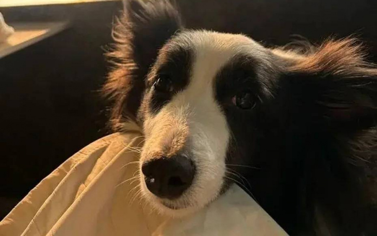 養到學渣？邊牧聽指令「裝聾作啞」4年　飼主改口上海話牠竟秒配合