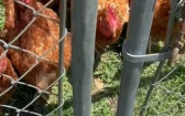 牧羊犬你看過…但牧雞犬呢？　牠拔腿狂奔領雞衝衝衝