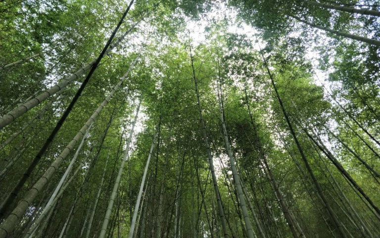 走進綠意中　讓大自然療癒你！　雲林首創森林療癒季開跑