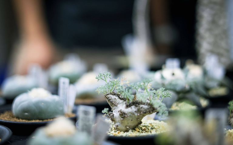 植物音樂秀看過嗎?即興音樂創作台中登場,用五感沈浸在城市叢林!