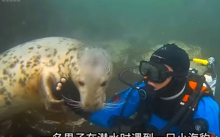 海豹的報恩！以為他昏厥「慌亂翻滾」call救援