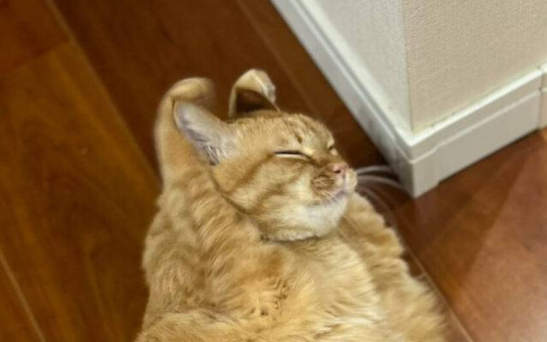 要說是隻龍貓也可以！完全不需要道具　就能扮成兔子的貓咪