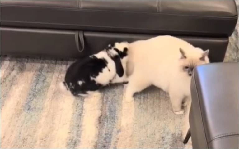 就是不要給你吸！　白貓與大兔的追趕跑跳碰