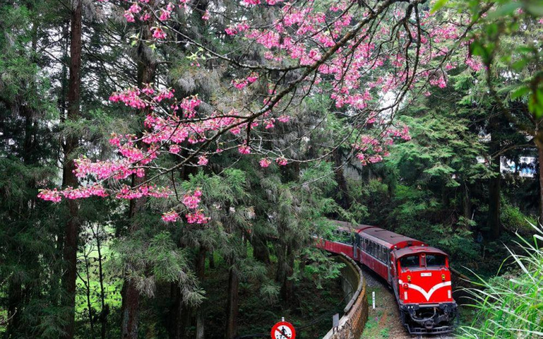 阿里山這樣玩！KKday規劃3種鐵路一日遊路線，走訪秘境車站、搓愛玉體驗！