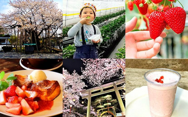來日本不要只會看櫻花!栃木縣「採草莓」打卡享半小時吃到飽!
